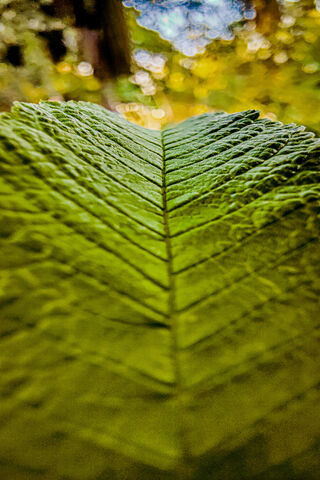Nature's Textures: A Leaf's Journey 🍃