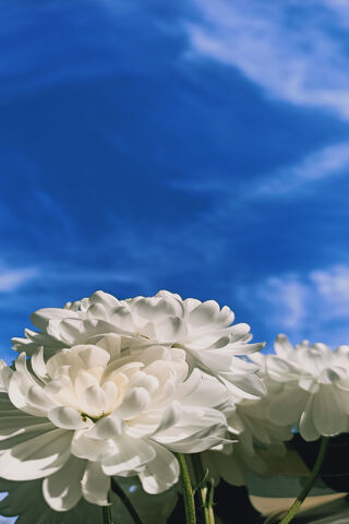 Daisies Under the Sky 🌼☁️