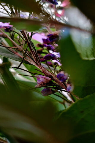 Purple Flowers