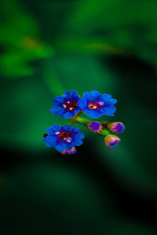 Vibrant Blooms of Serenity 🌸✨