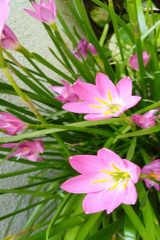 Blossoms of Joy: The Pink Grass Flower 🌸✨