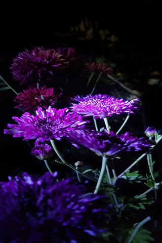Purple Flowers