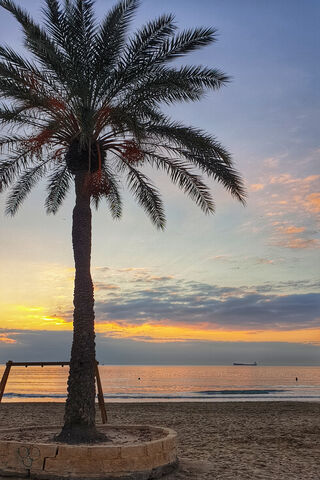 Sunset Serenity: A Palm's Embrace