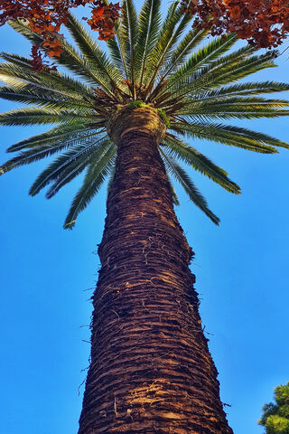 Reaching for the Sky: The Majestic Palm Tree 🌴✨