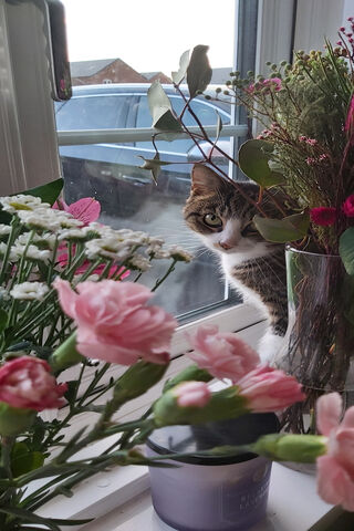 Whiskers Among the Blooms 🌸🐾