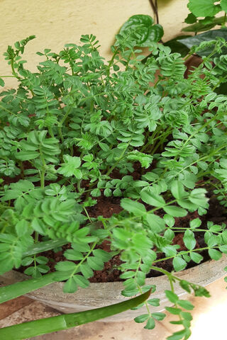 Lush Green Wonders: A Garden of Life 🌱✨