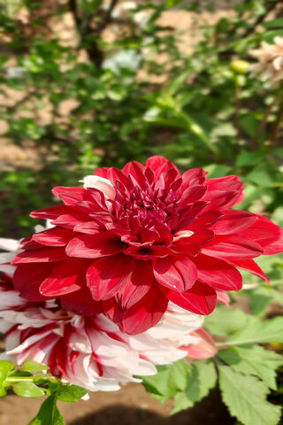 Crimson Elegance: The Red Dahlia Blooms 🌺✨