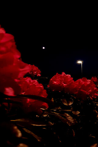 Moonlit Blooms: A Nighttime Floral Delight 🌙🌺