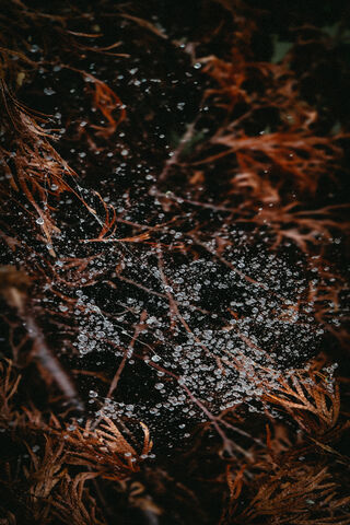 Rainy Web