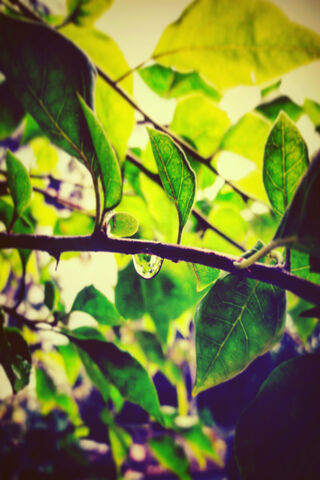 Nature's Gem: The Raindrop's Embrace