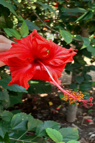 Crimson Beauty: The Hibiscus Blossom 🌺