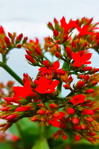 Vibrant Blossoms of Nature's Palette 🌺✨