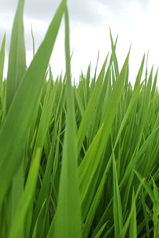 Emerald Waves: The Beauty of Rice Fields 🌾✨