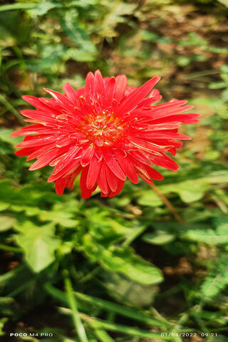 Red Flowers