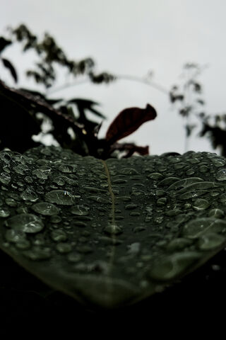 Nature's Crystal Gems: Raindrops on Leaf 🌧️💧