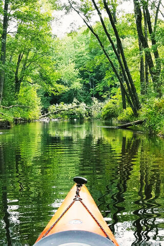 Serenity on the River 🌊🍃