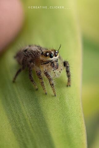 Tiny Hunter: The World of Spiders Up Close 🕷️🔍