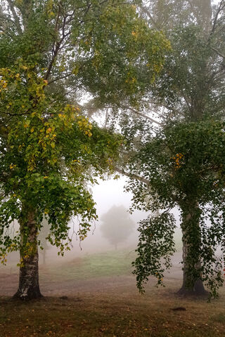 Awakening Nature: A Misty Spring Morning 🌱🌫️