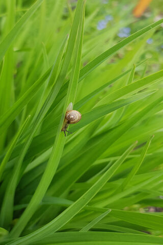 Whimsical Wanderer: The Snail's Green Adventure 🐌🌿