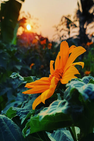 Golden Glow: The Beauty of Sunflowers 🌻✨
