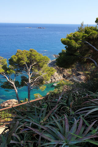Coastal Serenity: Nature's Embrace 🌊🌳