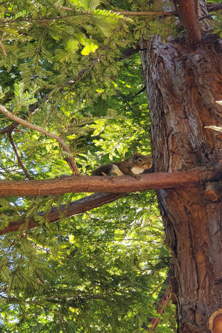 Squirrel In Tree