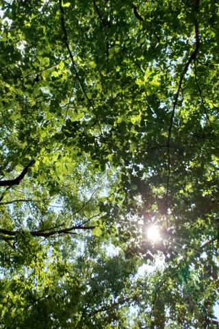 Sunlit Serenity 🌞🌿