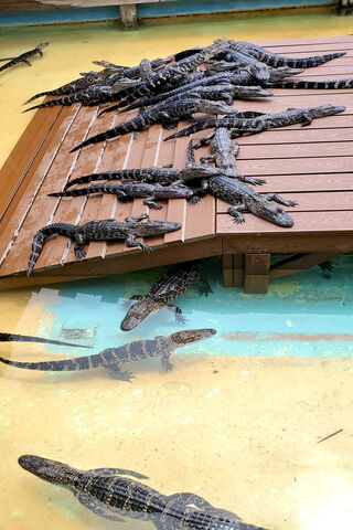 Gator Gathering: A Sunbathing Spectacle! 🐊☀️