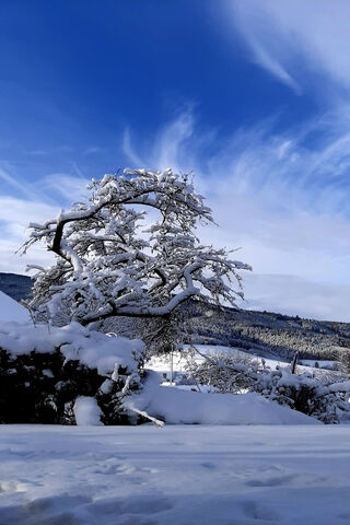 Winter Wonderland: The Magic of Snow