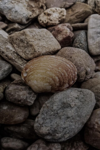 Nature's Treasures: The Beauty of Shells 🐚✨