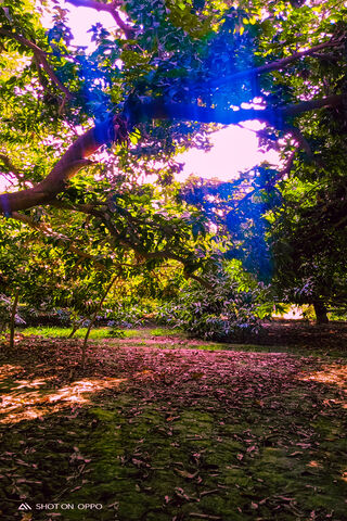 Radiant Serenity: A Glimpse into Sun Light Garden 🌞🌿