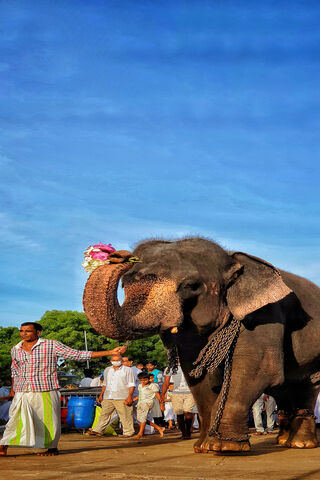 ช้างศรีลังกา