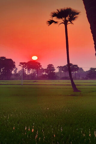 Golden Horizon: A Tranquil Sunset