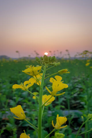 Golden Horizon: A Sunset Serenade 🌅🌼