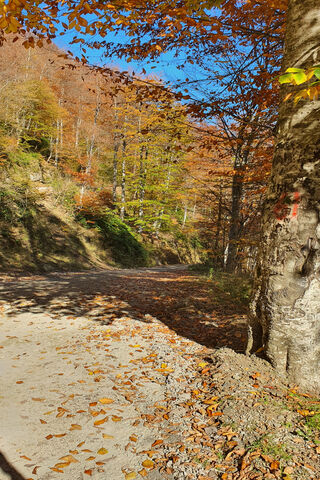 Autumn Serenity in Turkey 🍂🌳