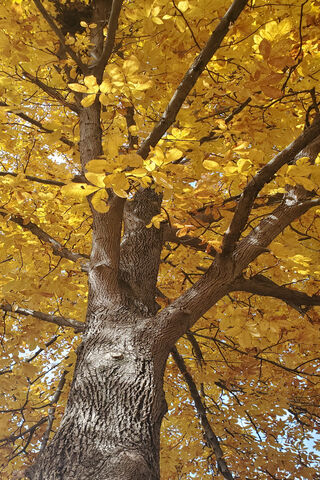 Golden Canopy: Nature's Autumn Crown 🍂✨