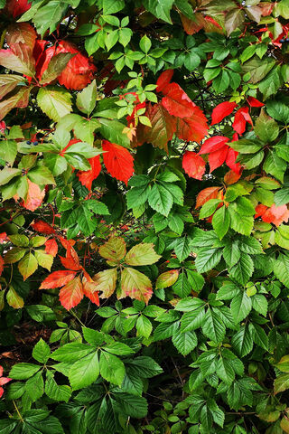 Autumn's Embrace 🍂