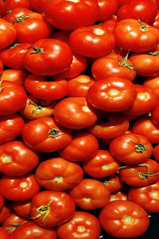 Juicy Red Delights: The Tomato Bounty 🍅