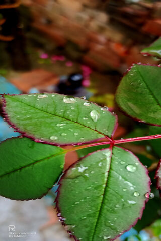 Water Drops