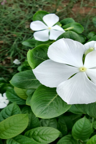 Pure Elegance: The Beauty of White Flowers 🌼✨