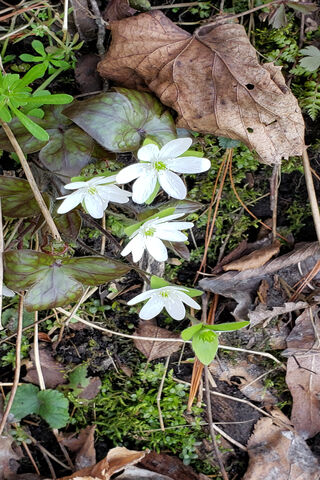 Whispers of Spring: A Wildflower Awakening 🌼🌱