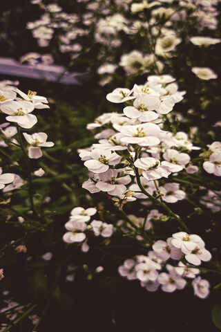 Whispers of Spring: The Delicate White Flower 🌼✨