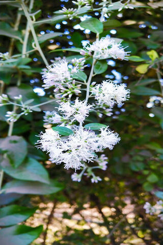 White Flower