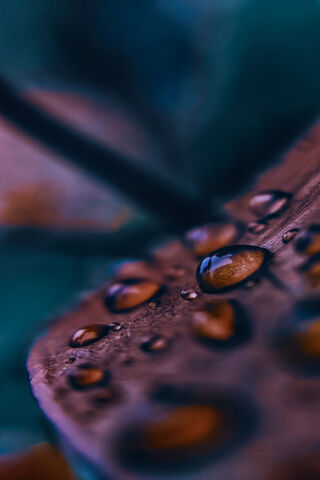 Water Drops