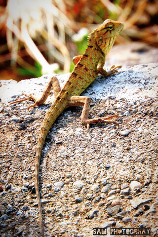 Lizard Life: Nature's Tiny Marvels 🦎🌿