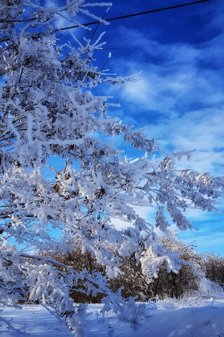 Winter Wonderland: A Frosty Escape ❄️🌨️