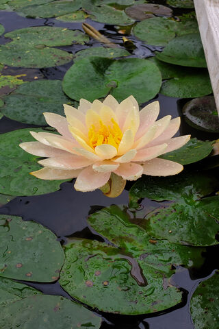 Serenity in Bloom: The Water Lily's Grace 🌸💧