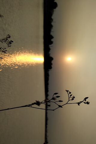 Sunset Serenity: The Water Plant's Embrace 🌅🌿