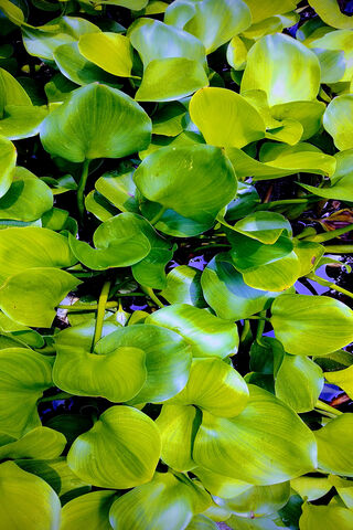 Lush Green Oasis: The Beauty of Water Plants 🌿💧