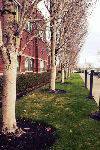 Serenity in the Shade 🌳✨